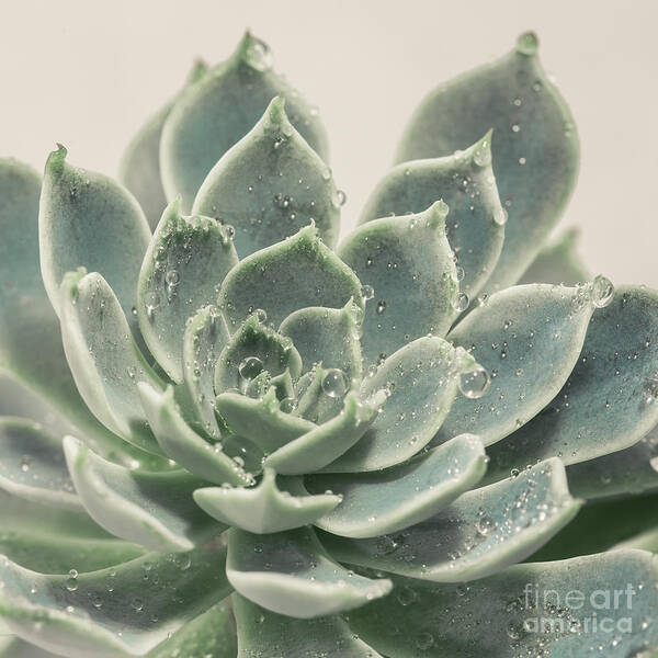Succulent Art Print featuring the photograph Blue Green Succulent by Lucid Mood