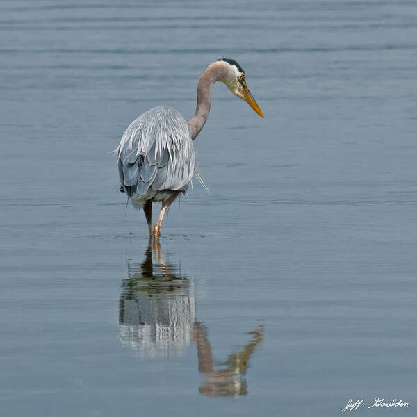 Animal Art Print featuring the photograph Blue Heron Hunting in Puget Sound by Jeff Goulden