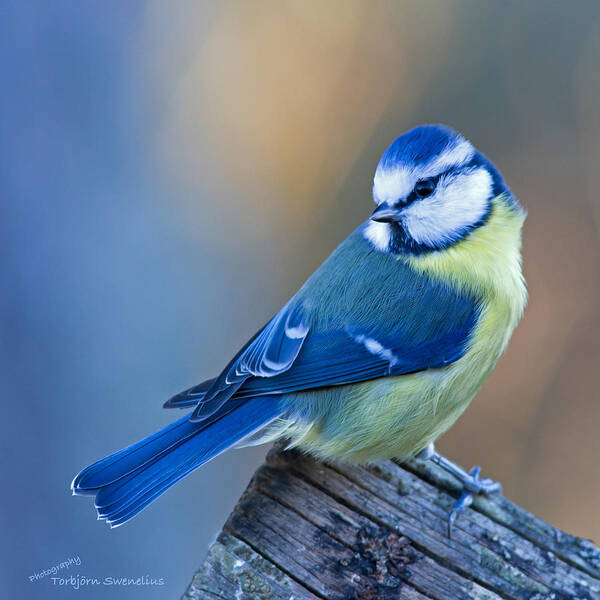 Blue Tit Looking Behind Art Print featuring the photograph Blue Tit looking behind by Torbjorn Swenelius