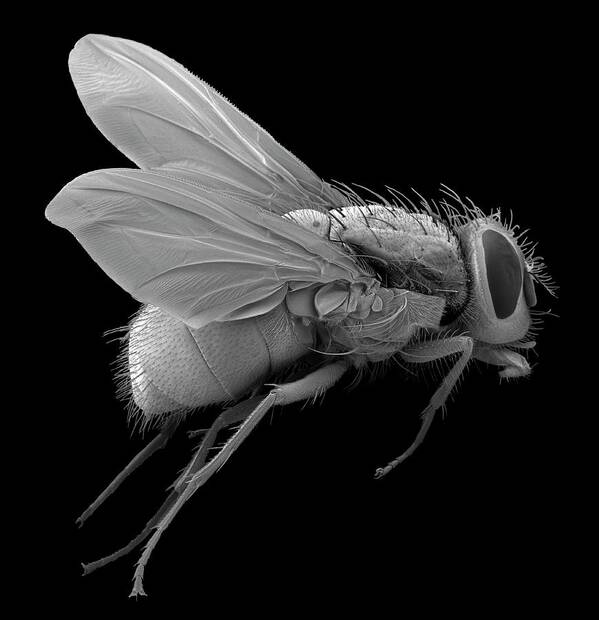 Animal Art Print featuring the photograph Bluebottle Fly by Steve Gschmeissner/science Photo Library