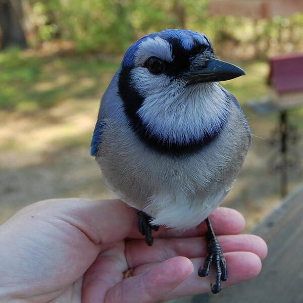 Bird Art Print featuring the photograph Bluejay by Mim White