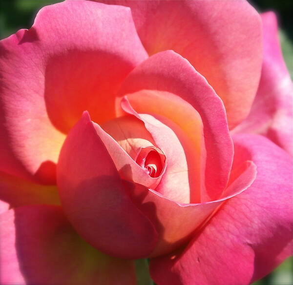 Rose Art Print featuring the photograph Blushing Rose by Michele Myers
