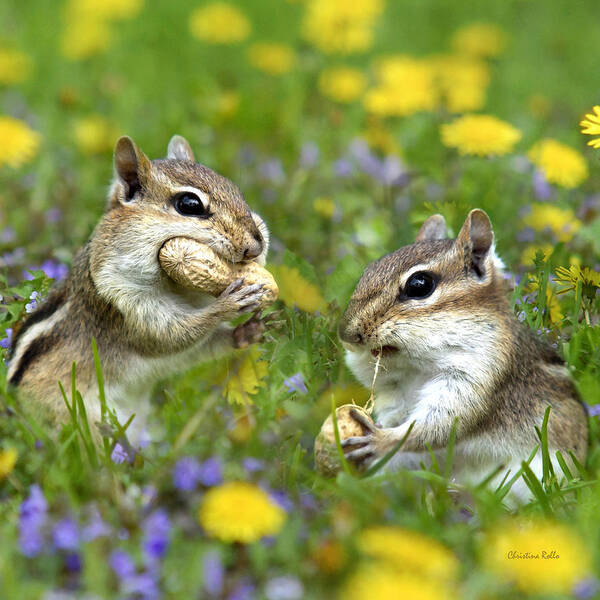 Chipmunks Art Print featuring the photograph Chipmunk Friends by Christina Rollo