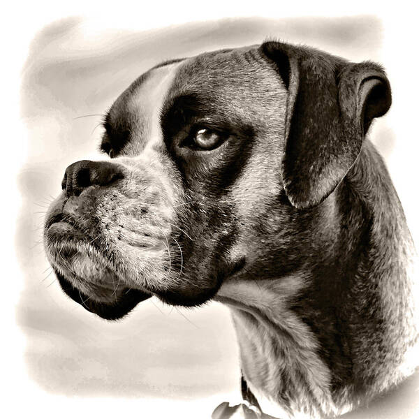 Adorable Art Print featuring the photograph Boxer Profile by Lana Trussell