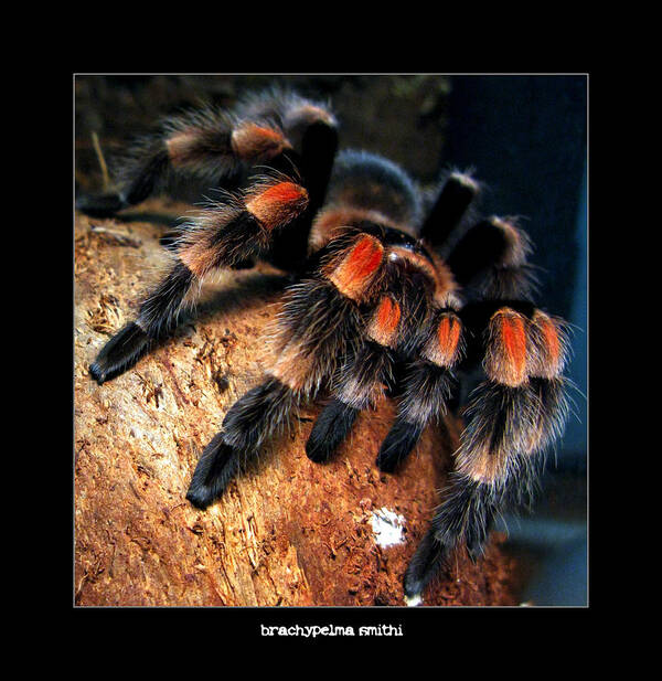 Spider Art Print featuring the photograph Brachypelma Smithi - Redknee Tarantula by Daliana Pacuraru