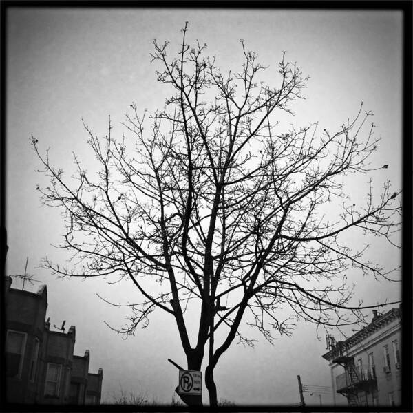 Tree Art Print featuring the photograph Brooklyn Tree 2012 by Frank Winters