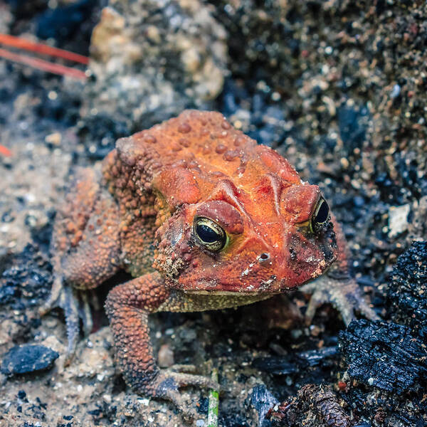 Bufo Art Print featuring the photograph Bufo terrestris by Traveler's Pics