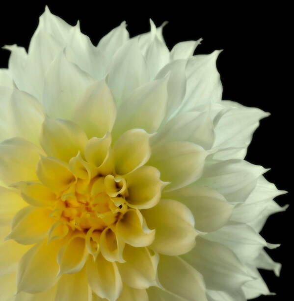 Dahlias Art Print featuring the photograph BURST of LIFE by Karen Wiles