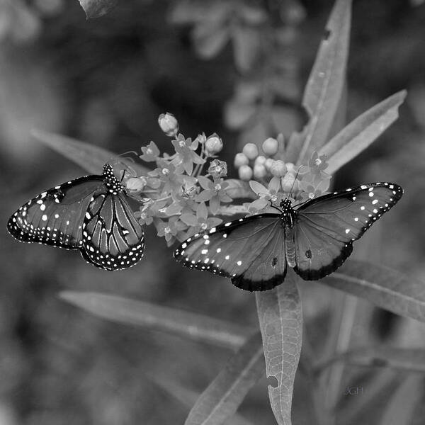 Monarch Art Print featuring the photograph Butterflys by Joseph G Holland