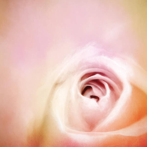 Pink Rose Art Print featuring the photograph By Any Other Name by Scott Norris