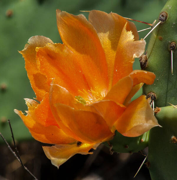 Cactus Art Print featuring the photograph Cactus Flower in Orange by Toma Caul