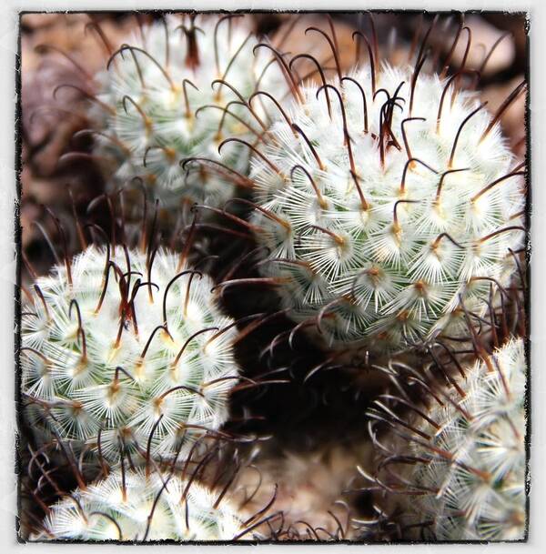 Cactus Art Print featuring the photograph Cactus by Jim McCullaugh