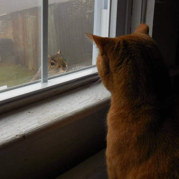 Squirrel Art Print featuring the photograph Can You Come Out And Play? by Diannah Lynch
