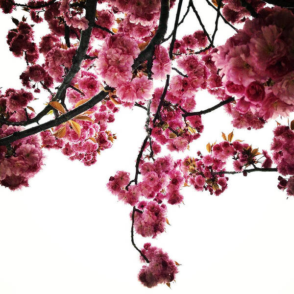 Spring Art Print featuring the photograph Canopy Bouquet by Natasha Marco
