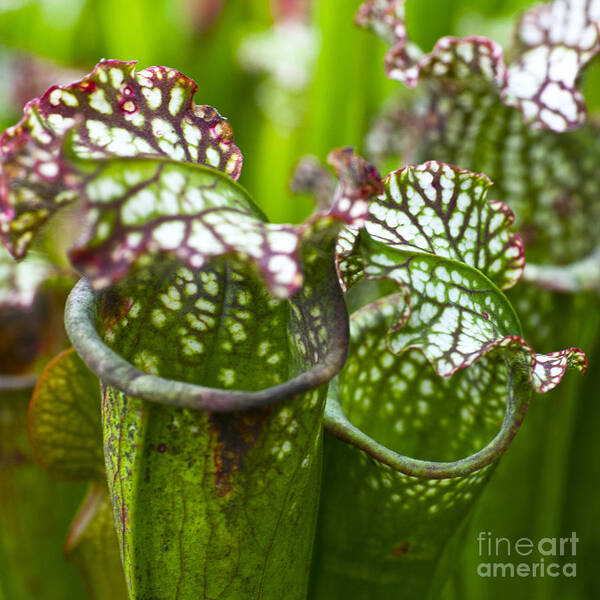 Flora Art Print featuring the photograph Carnivorous plants by Heiko Koehrer-Wagner