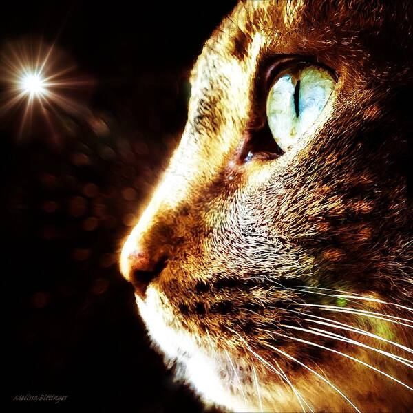 Feline Art Print featuring the photograph Cat Magic by Melissa Bittinger