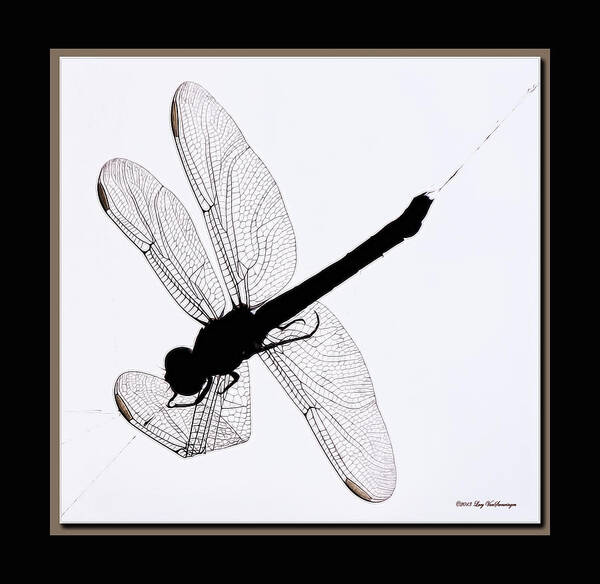 Dragonfly In Spiderweb Photograph Art Print featuring the photograph Catch of the Day by Lucy VanSwearingen