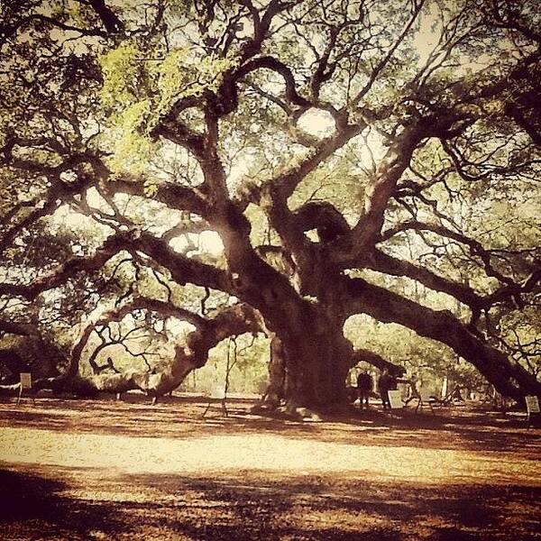 Lowcountry Art Print featuring the photograph Charleston, Sc - Got Bark by Trey Kendrick