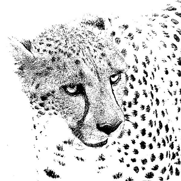 Cheetah Art Print featuring the digital art Cheetah 3 Quarters Macro Profile Stamp Black and White Digital Art Square Format by Shawn O'Brien