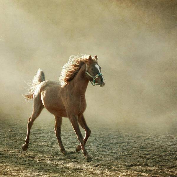 Horse Art Print featuring the photograph Chestnut Arabian Horse by Christiana Stawski
