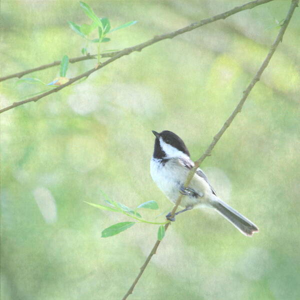 Chickadee Art Print featuring the photograph Chickadee by Angie Vogel
