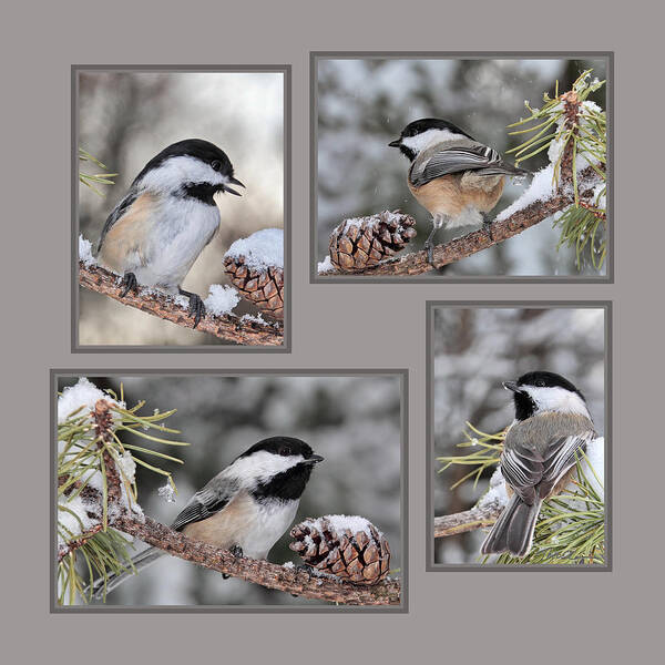 Chickadees Art Print featuring the photograph Chickadees in Winter by Theo OConnor