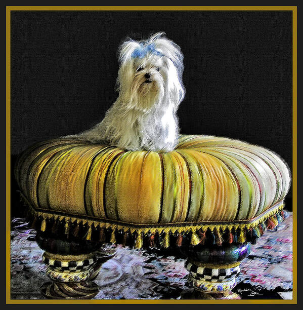 Pet Art Print featuring the photograph Chloe On Her Tuffet by Madeline Ellis