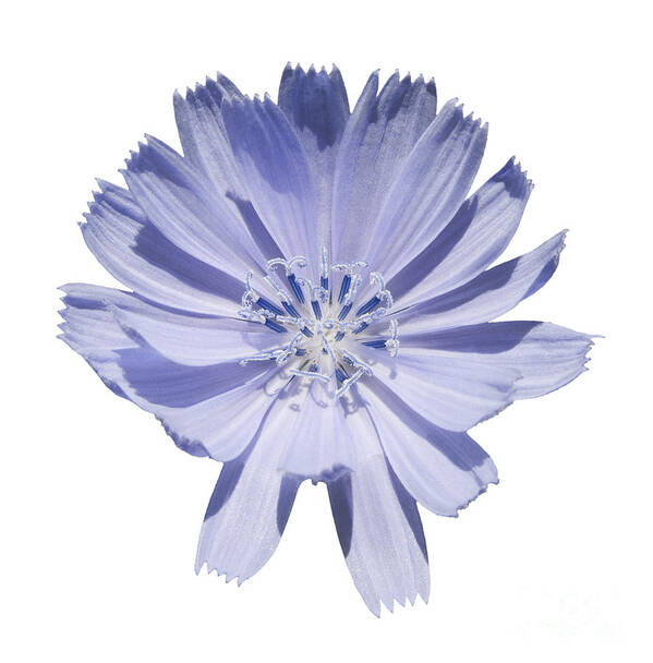 Blue Cichorium Intybus Art Print featuring the photograph Cichorium intybus by Tony Cordoza
