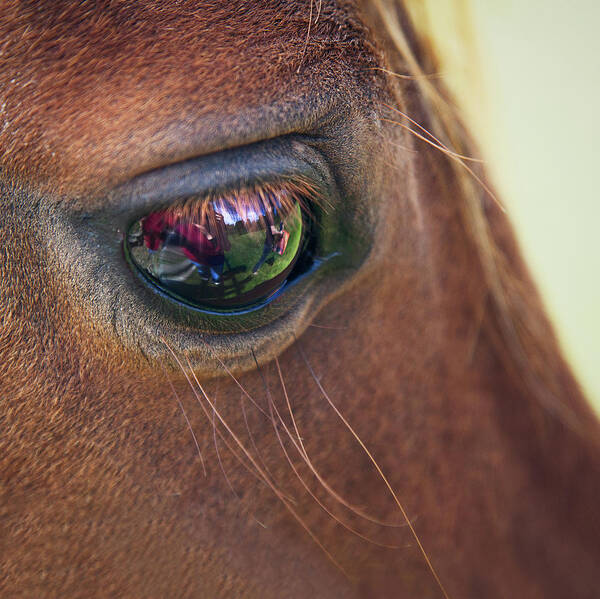 Horse Art Print featuring the photograph Close-up Of A Horse Eye by Elisa Voros