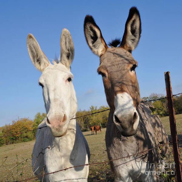 Donkeys Art Print featuring the photograph Cloud and Tiki by Cheryl McClure
