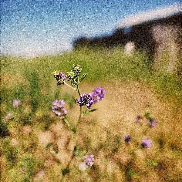 Textures Art Print featuring the photograph Clovers Blooming In Front Of Old Barn by Cristi Bastian
