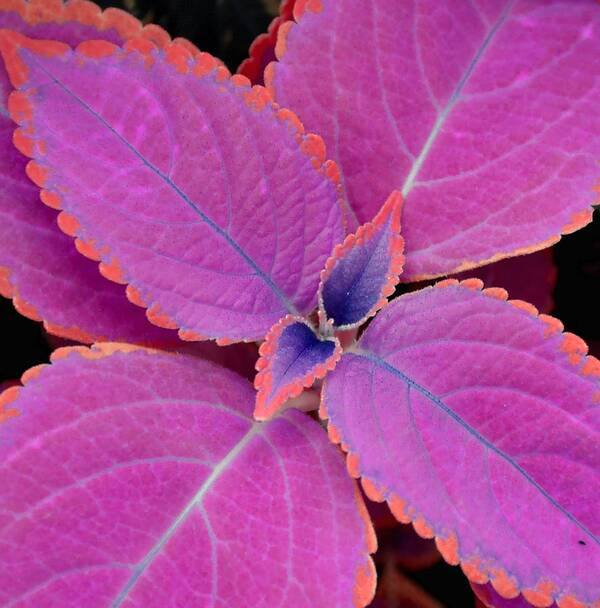 Coleus Art Print featuring the photograph Coleus by Deena Stoddard