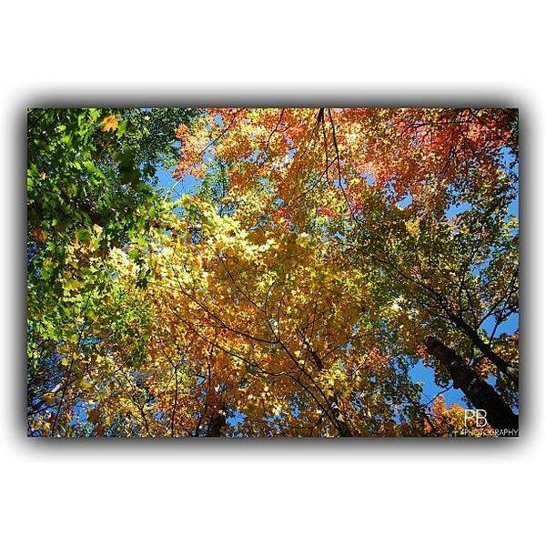 Vivid Art Print featuring the photograph Colorful Leaves. #nature #leaves #color by Pb Photography