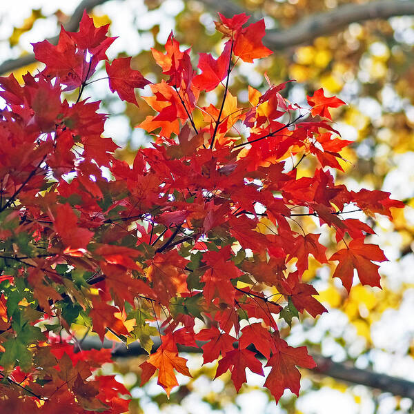 Leaves Art Print featuring the photograph Colorful Maple Leaves by Rona Black