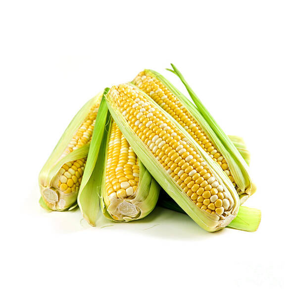 Corn Art Print featuring the photograph Corn ears on white background by Elena Elisseeva
