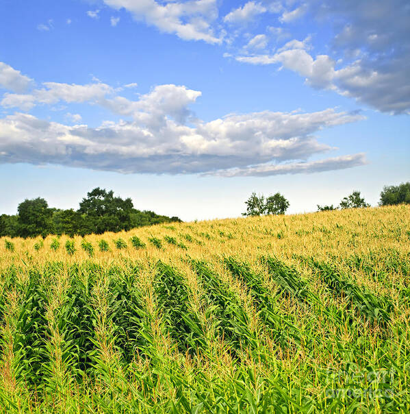 Agriculture Art Print featuring the photograph Corn field 1 by Elena Elisseeva