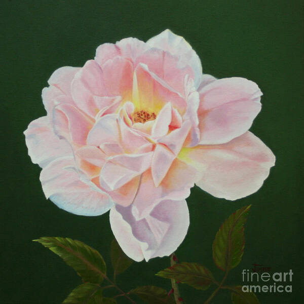 Cotton Candy Rose Art Print featuring the painting Cotton Candy Rose by Jimmie Bartlett
