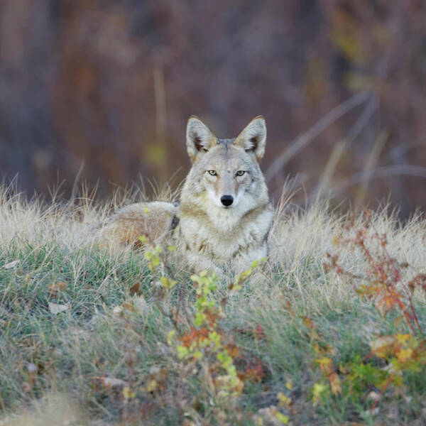 Animal Themes Art Print featuring the photograph Coyote Relaxing by David C Stephens