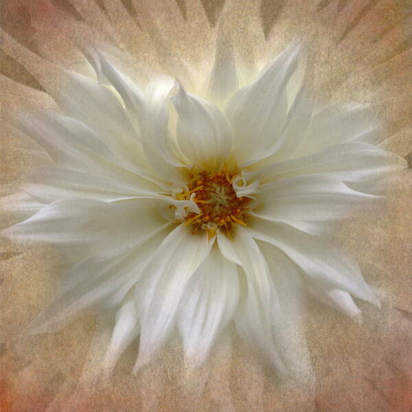 Floral Art Print featuring the photograph Dahlia Burst by Angie Vogel