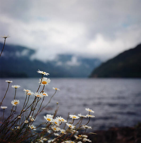 Tranquility Art Print featuring the photograph Daisies Blooming Along Dark Lake by Danielle D. Hughson