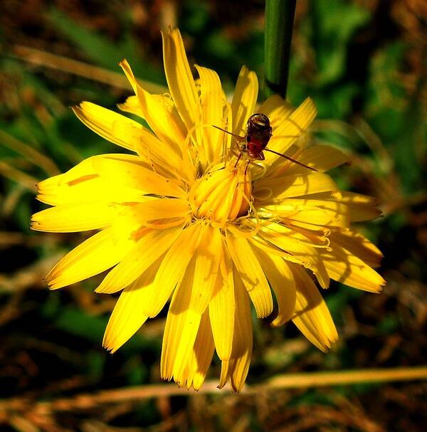 Macro Art Print featuring the photograph Dandelion and Bug by Pete Trenholm