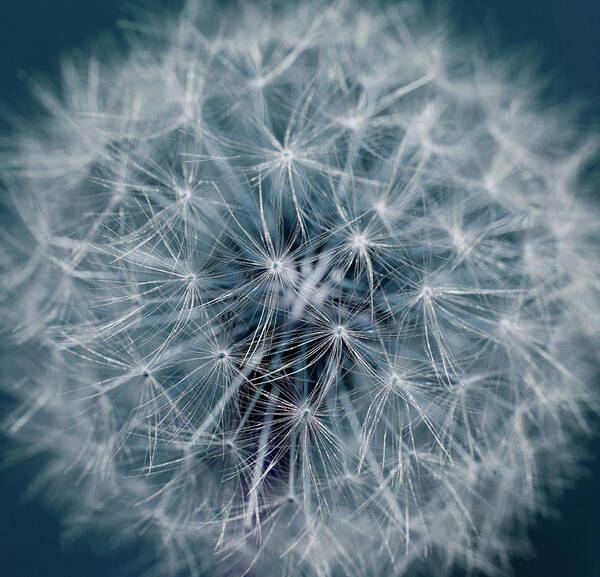Fragility Art Print featuring the photograph Dandelion by Andrew Dernie