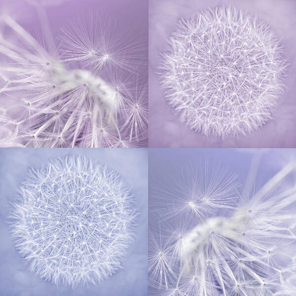 Dandelion Art Print featuring the photograph Dandelions Lavender Purple Four by Jennie Marie Schell