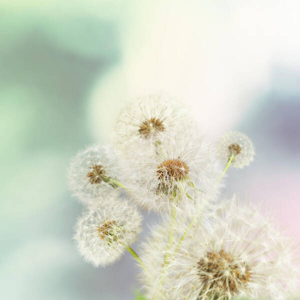 Saturated Color Art Print featuring the photograph Dandelions On Defocused Background by Schus