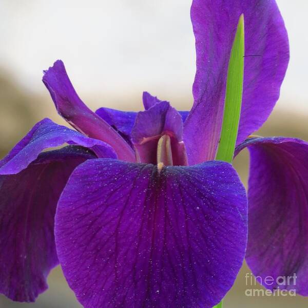 Flower Art Print featuring the photograph Deep Purple Iris by Anita Adams