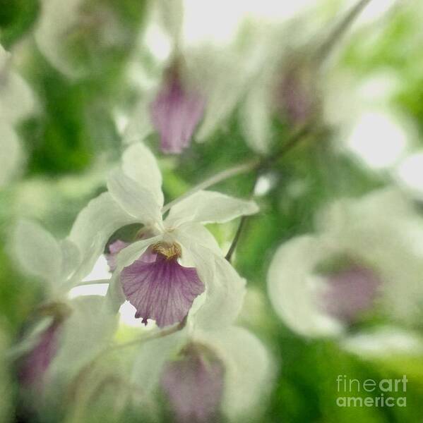 Orchid Art Print featuring the photograph Delicate Beauty by Peggy Hughes
