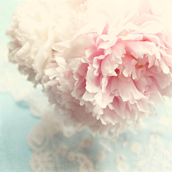 Peony Art Print featuring the photograph Delicate by Sylvia Cook