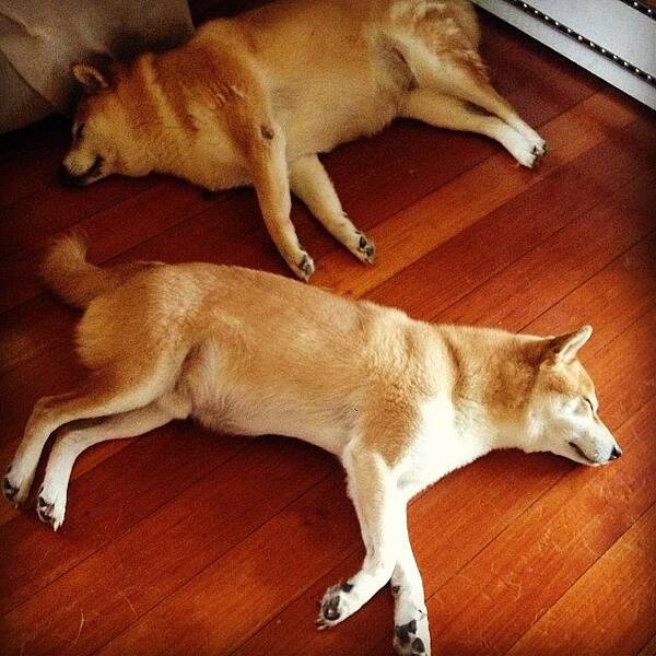 Shibainu Art Print featuring the photograph Diesel And Koko Playing Dead Fish by Mary Ann Reyes