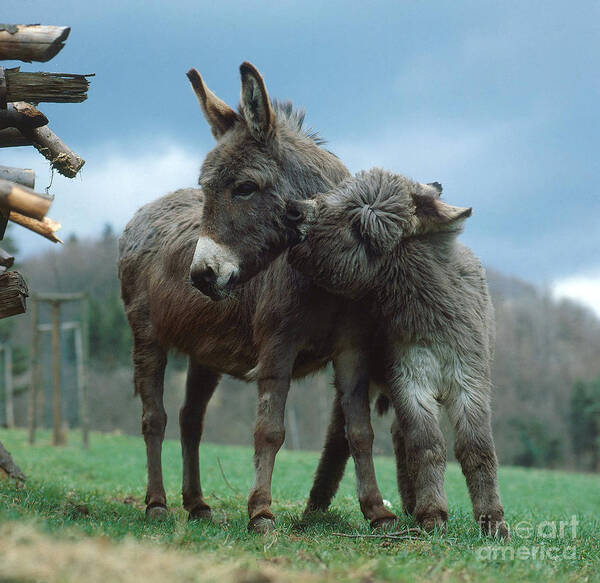 Animal Art Print featuring the photograph Donkeys by Hans Reinhard