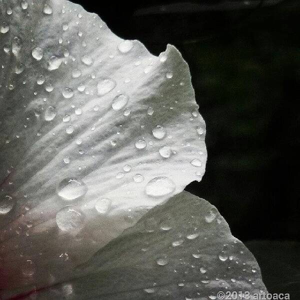  Art Print featuring the photograph Droplets On The Bloom
known As A Rose by Carla From Central Va Usa